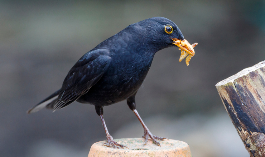 Top Tips for Feeding Live Mealworms to Garden Birds