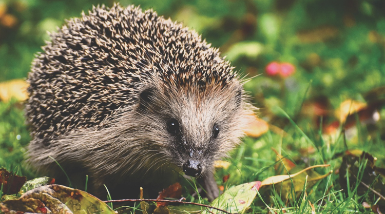 cute garden hedgehog - how to help hedgehogs in your garden