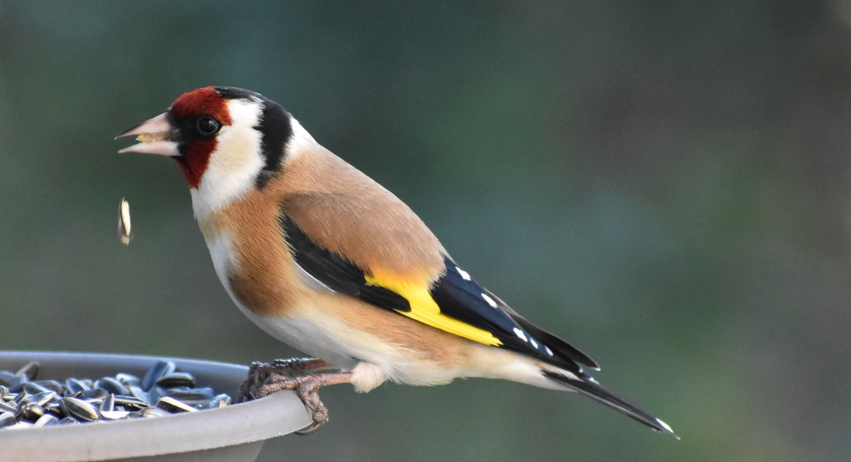 goldfinch eating sunflower seeds