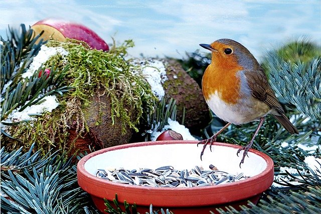 robin eating