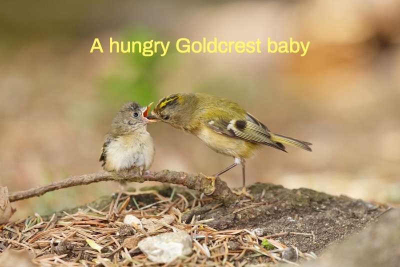 Goldcrest feeding her baby bird