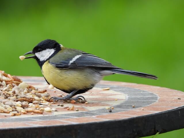Bird feeding on a table
