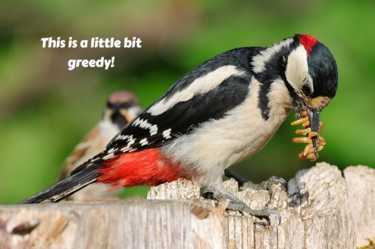 Bird eating live mealworms