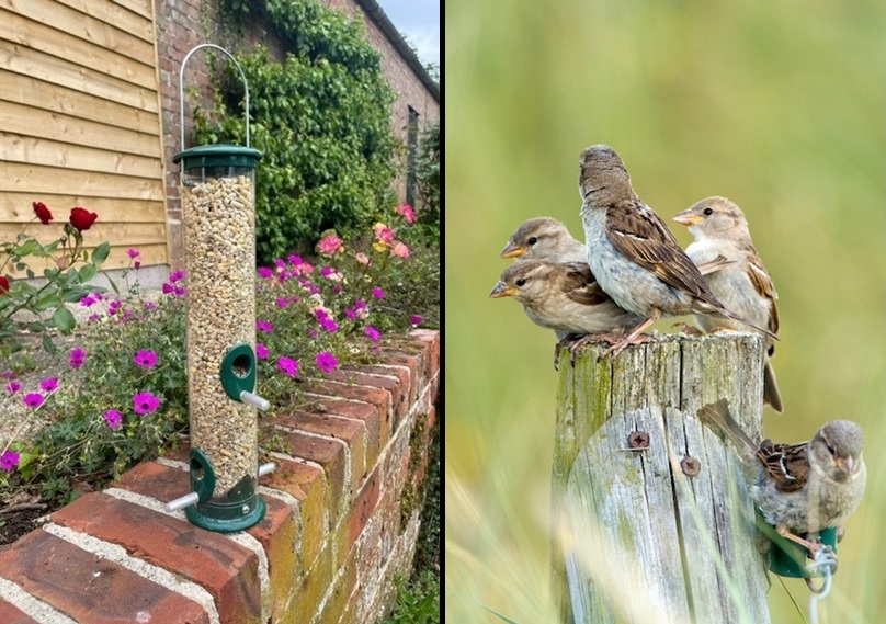 Bird food for fledglings - loved by sparrows