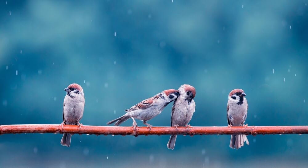 Birds huddled together in the rain