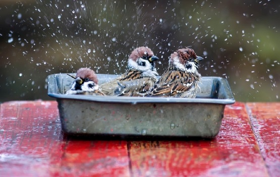 Birds splashing in a bird bath
