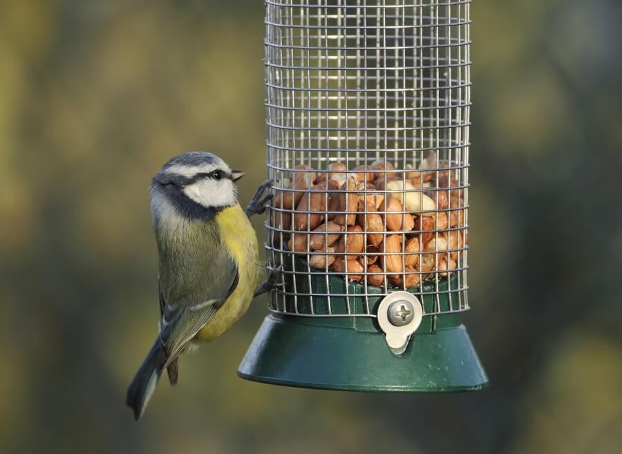 Blue tit eating peanuts from a bird feeder