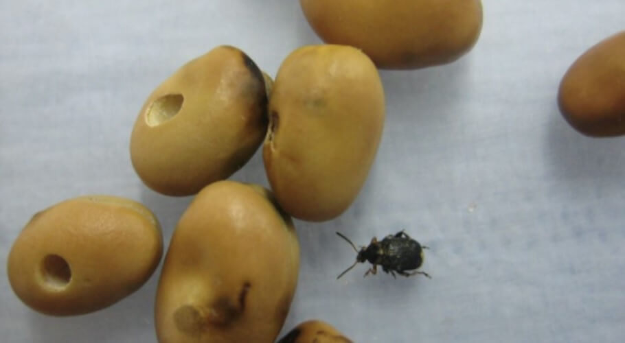 Bruchid beetle with damaged beans