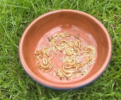 Ceramic bowl containing mealworms for birds to eat