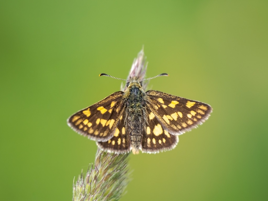 Chequered skipper butterfly