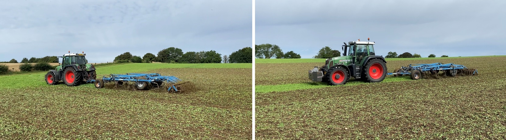 Cultivating rapeseed volunteers - before and after cultivation
