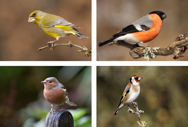Different types of finch
