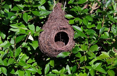 robin nest box