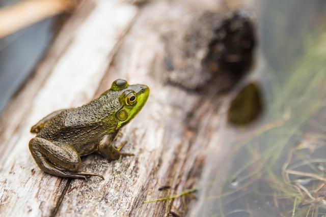 a frog sitting on a log