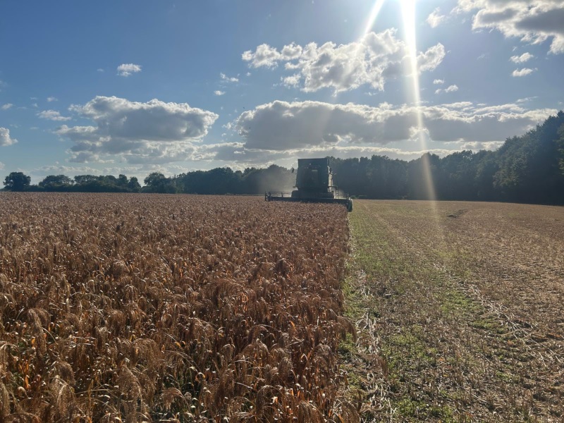Harvest 2025