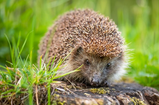 Hedgehog