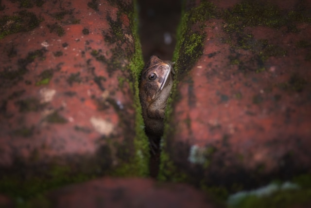 frog hiding between bricks