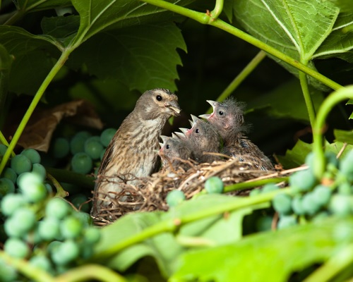 Female linnet feeding her chicks