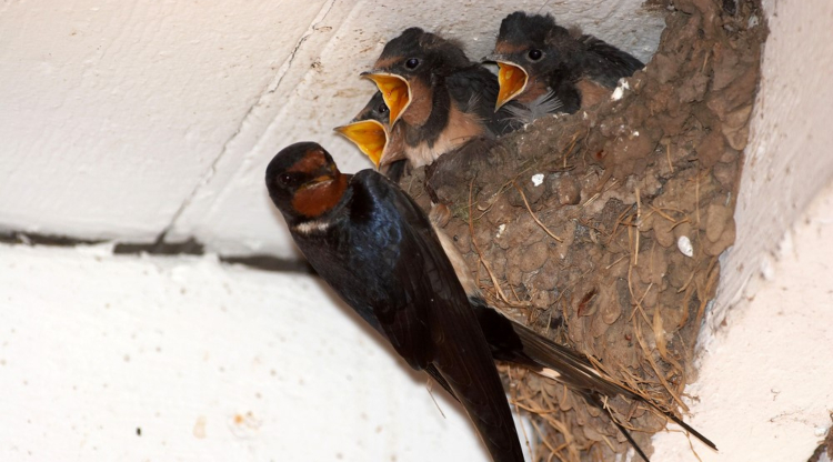 national nest box week - baby swallow in nest calling out to mother swallow