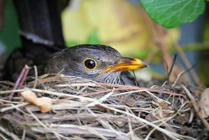 Bird in a nest