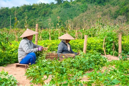 peanuts being harvested