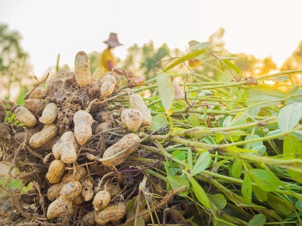 peanuts in the ground