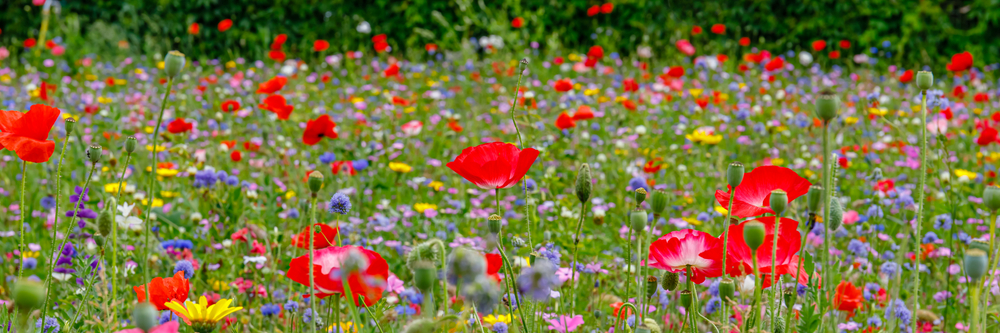colourful field of wildflowers - planting wildflowers in your garden