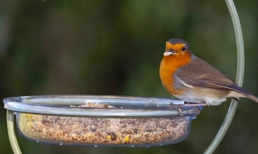 Robin redbreast feeding from an easy-to-clean treat dish