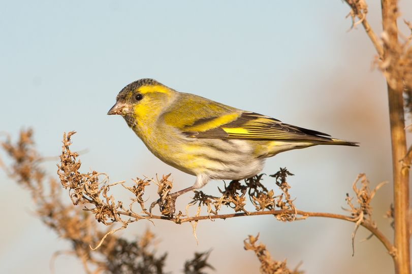 siskin bird perched on a branch