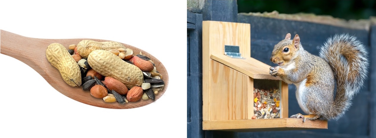 Squirrel food