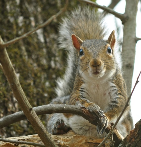 Squirrel