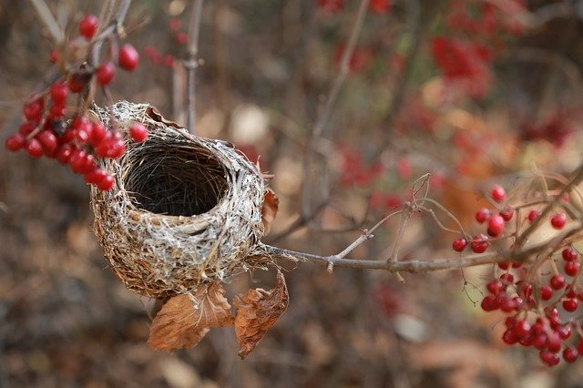 Bird building a nest