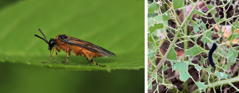 Turnip sawfly and plant damage caused by its larvae