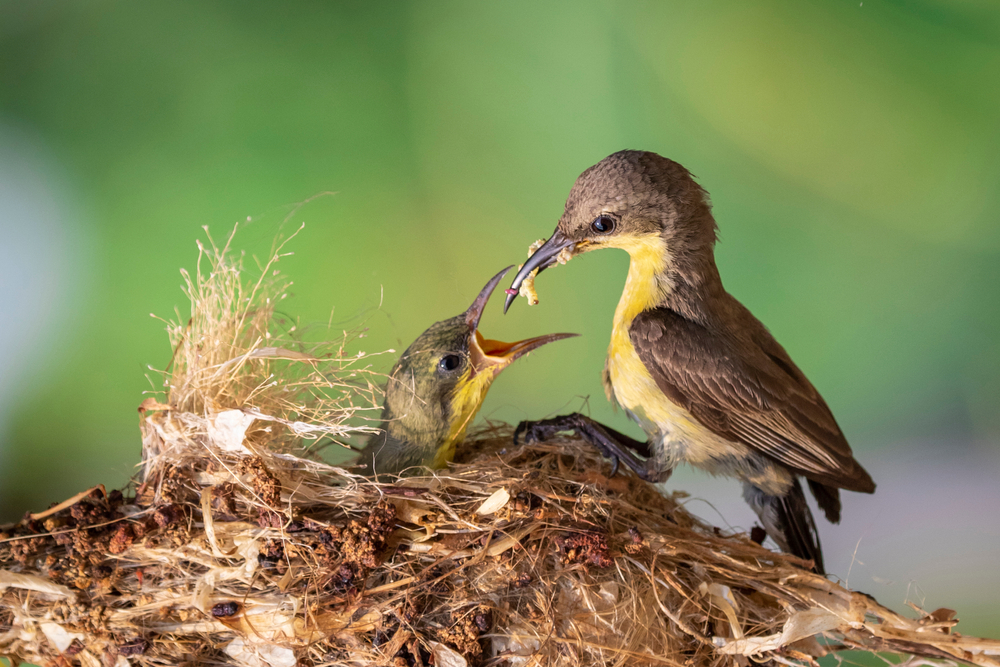 what to feed fledgling birds - parent bird feeding baby birds