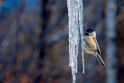 winter bird feeders - best bird feeders for winter
